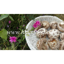 Dried Shiitake Mushroom with Stick (White Flower)